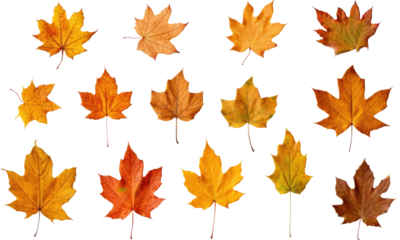 autumn leaves isolated on transparent background
