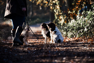 Happy playful dogs springer spaniels playing on an autumnal dog walk in the countryside woodland