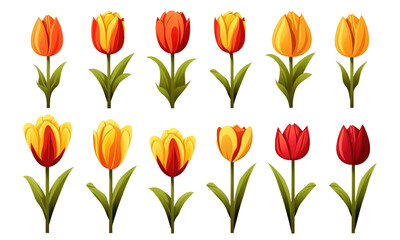 set of tulips isolated  on transparent background
