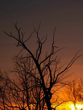 Scenic view of bare tree branches seen at sunset © Wirestock