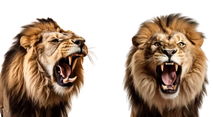 Foto op Canvas Aggressive Roaring Lion Portraits Set, The King of the Jungle, Isolated on Transparent Background, PNG © Only Best PNG's