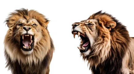 Foto op Canvas King of Lions: Set of Aggressive Roaring Lion Portraits, Isolated on Transparent Background, PNG © Only Best PNG's