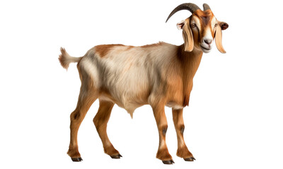 goat isolated on transparent background
