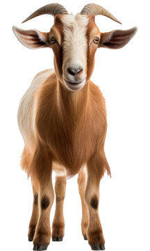 Goat Isolated On Transparent Background