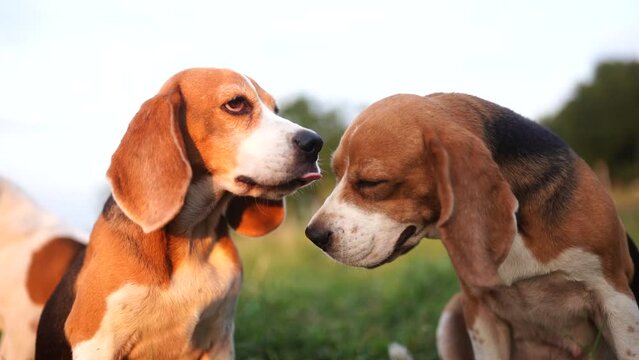 A cute tri-color beagle dog kiss another beagle while sitting on a grass field, slow motion.