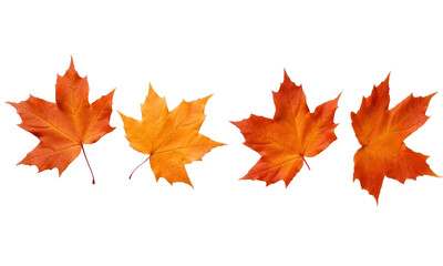 autumn leaves isolated on transparent background