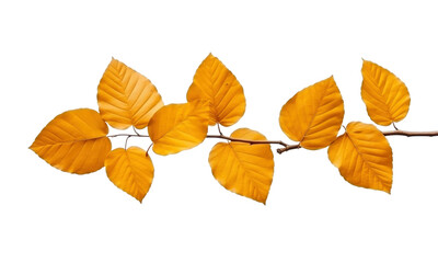 autumn leaves isolated on transparent background