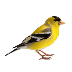 Naklejka premium American Goldfinch isolated on transparent background