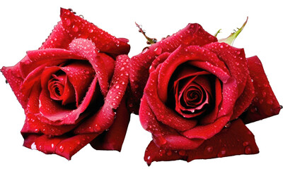 red rose with water drops. Wet red roses with dew drops isolated on transparent background