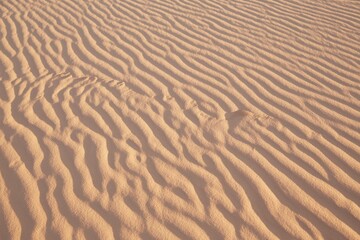 The stunning Coral Pink Sand Dunes State Park in southern Utah
