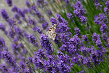 Painted Lady (Vanessa cardui) butterfly perched on lavender in Zurich, Switzerland