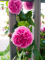 pink roses in a garden