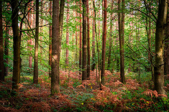 Wonderful Autumn Colours In A Park Near Tunbridge Wells In Kent, England