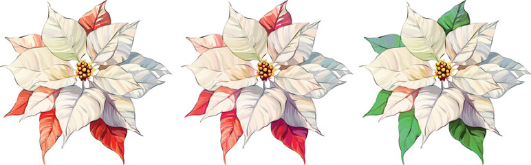 Christmas flower red poinsettia. Vector illustration. Festive flower