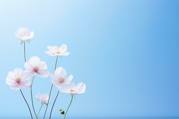 flower banner, beautiful flowers on the side, space for text
