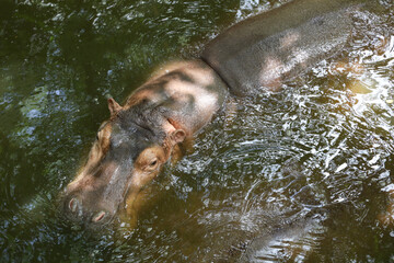 The Big hippopotamus is float in river