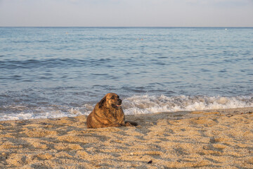 A dog lies on the sandy beach of Cleopatra on the shores of the Mediterranean Sea in Alanya.