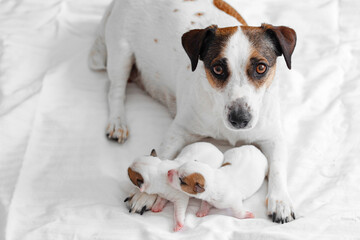 Mom Dog with newborn Puppy resting at bed