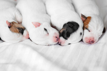 Group of Newborn Puppies lying on blanket