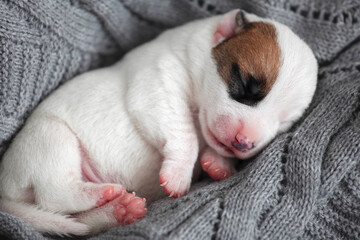 Newborn Puppy is lying on white blanket