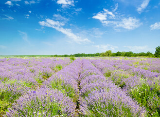 Fototapeta premium Field with blossoming lavender and sky.