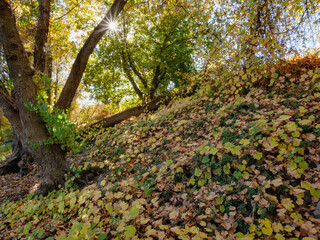 California levee in fall with vines and trees with colorful leaves 