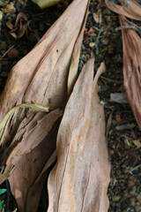 Dry leaves on the ground in the garden
