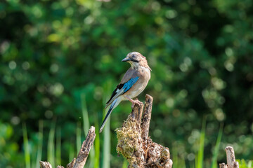 Curious looking eurasian jay sitting a tree in forest landscape