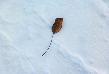 A fallen, dried yellow-brown leaf lies on the white snow. It is oval-shaped and has cracks in it