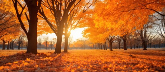 Colorful leaves in the park, Beautiful autumn landscape with yellow trees and sun