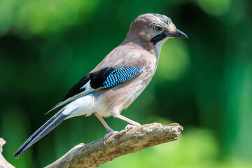 Eurasian jay on a tree branch out of focus background