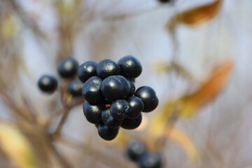 Sweden. Ligustrum vulgare (wild privet, also sometimes known as common privet or European privet)...