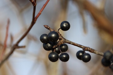 Sweden. Ligustrum vulgare (wild privet, also sometimes known as common privet or European privet) is a species of Ligustrum native to central and southern Europe.