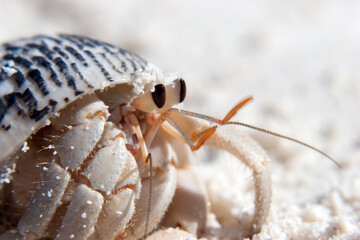 Pagurus a genus of Hermit Crabs from the family of Paguridae - Powered by Adobe