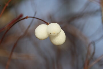 Sweden. Symphoricarpos, commonly known as the snowberry, waxberry, or ghostberry, is a small genus...