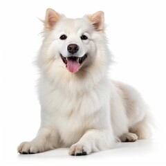 Obraz premium dog and cat white background
