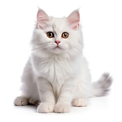 Siberian cat in front of white background. Looking at camera.
