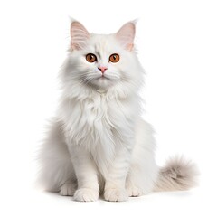 Obraz premium white cat white background