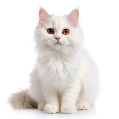 white cat white background