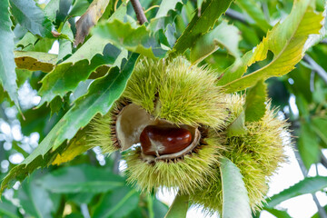 Zoom chestnut on tree in bug with spiciness. Green shell pericarp, autumn atmosphere.