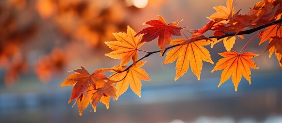 red brown maple leaves in autumn city park. Natural sunset views, views of morning sunlight.