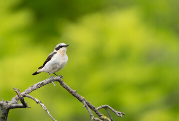 Beautiful brown white song bird on the branch. Northern wheatear, Oenanthe oenanthe.