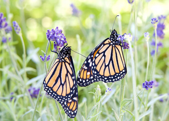 Two Monarch butterflies hanging from purple lavender flowers, wings closed, positioned back to back. Close up side profile view.