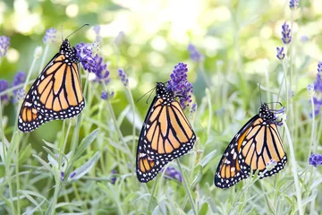 Gartenposter Three Monarch butterflies hanging from purple lavender flowers in a row, wings closed. Close up side profile view. © sheilaf2002