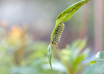 4th instar monarch butterfly caterpillar hanging upside down on a milkweed leaf, bottom of leaf infested with aphids.