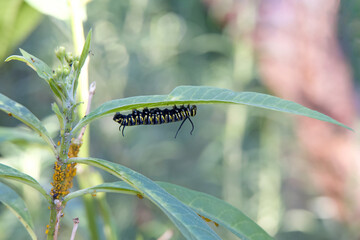 4th instar monarch butterfly caterpillar hanging upside down on a milkweed leaf, stem of plant infested with aphids.