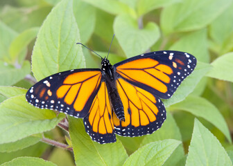 Top view of one male Monarch butterfly with wings spread open revealing the male scent gland on lower wings. Perched on Pineapple sage leaves.