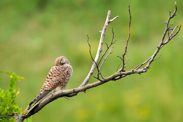 Beautiful falco on the branch,  falco tinnunculus