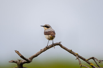 Beautiful brown white song bird on the branch. Northern wheatear, Oenanthe oenanthe.
