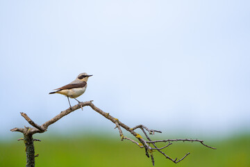 Beautiful brown white song bird on the branch. Northern wheatear, Oenanthe oenanthe.